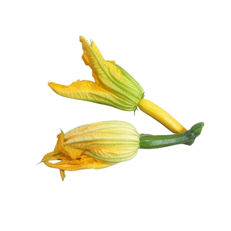 Courgette fleur - La ferme d'Arnaud - Coutiches